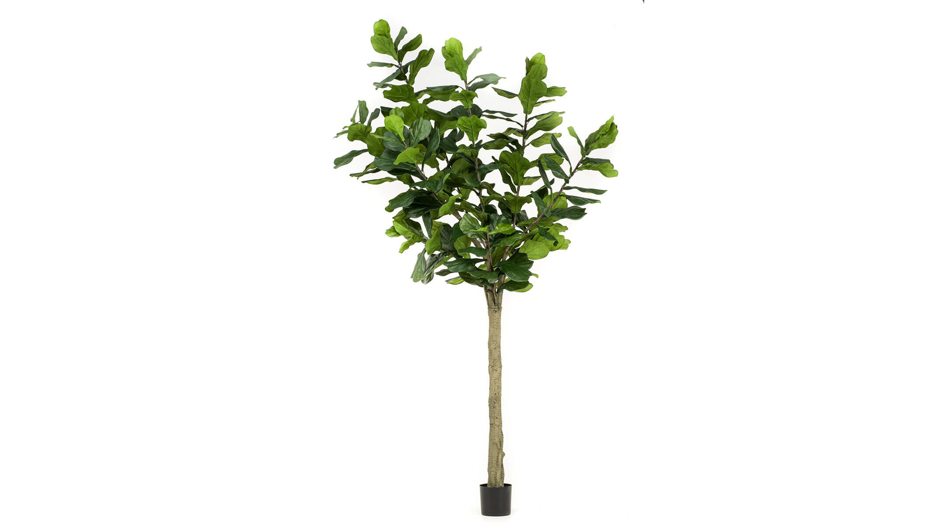 CJ Decor plantas,CJ Decor arvores,CJ Decor flores,CJ Decor verde